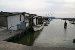 宍道湖の亀とたぬき