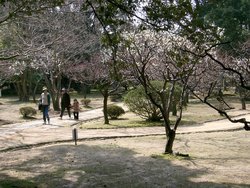 椿谷公園（松江城内）