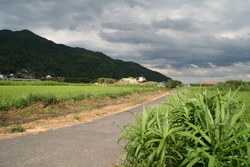 大社　遥堪地区の田園風景③