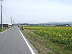 農場の道　中海干拓地③