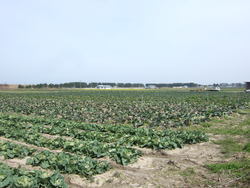 農場の道　中海干拓地③