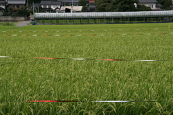 大社　遥堪地区の田園風景③